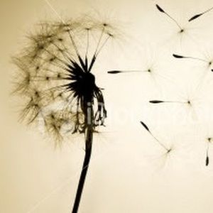 Meet your Posher, Monique